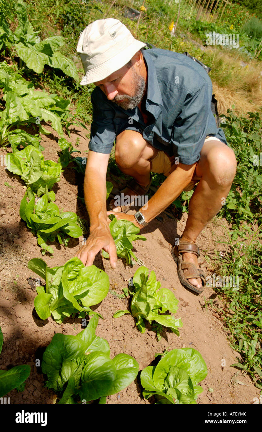 Man inspecting lettuces on his allotment UK Stock Photo