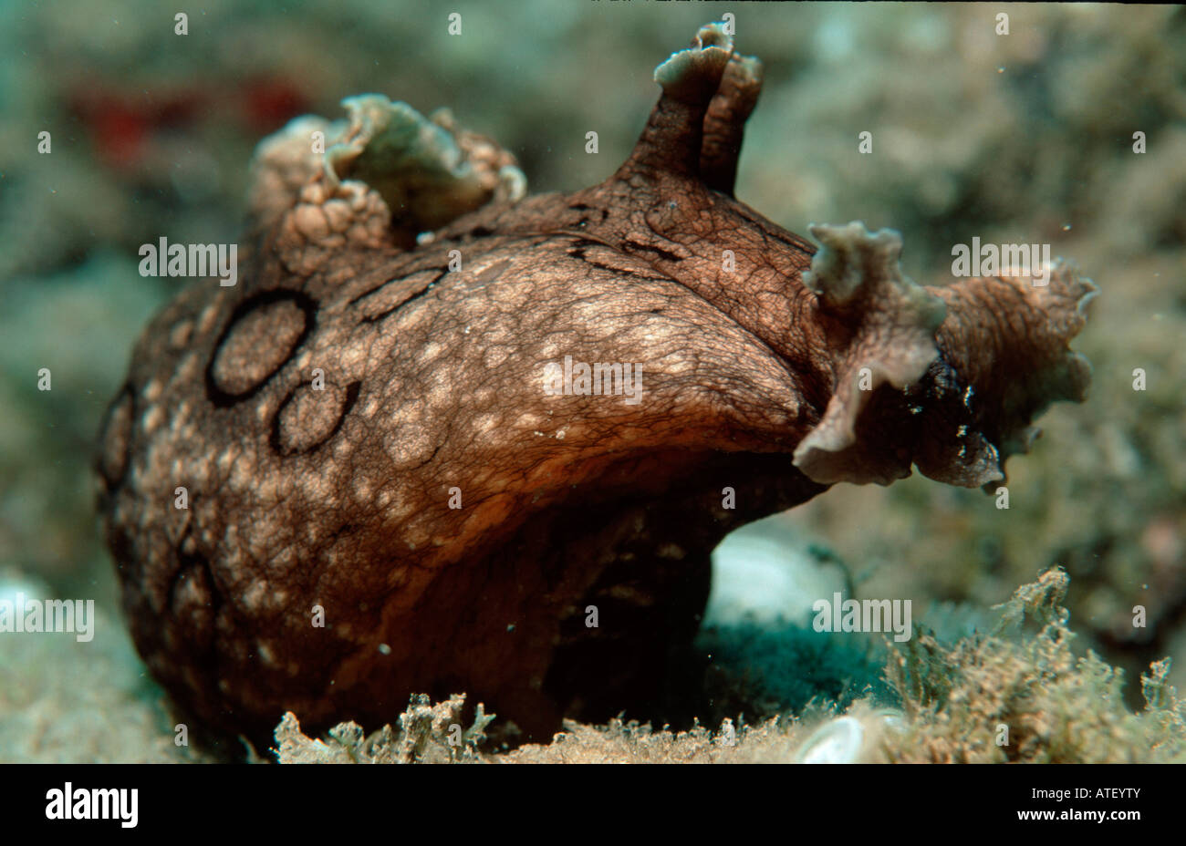 Spotted Sea Hare Stock Photo