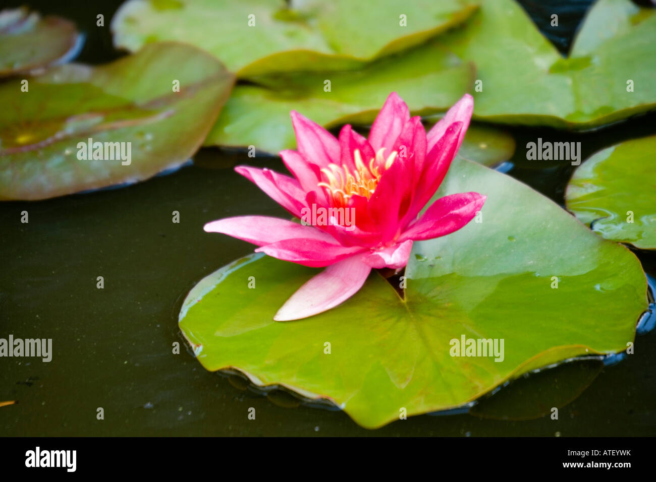 Pink water lily, Latin name : Nymphaea Stock Photo