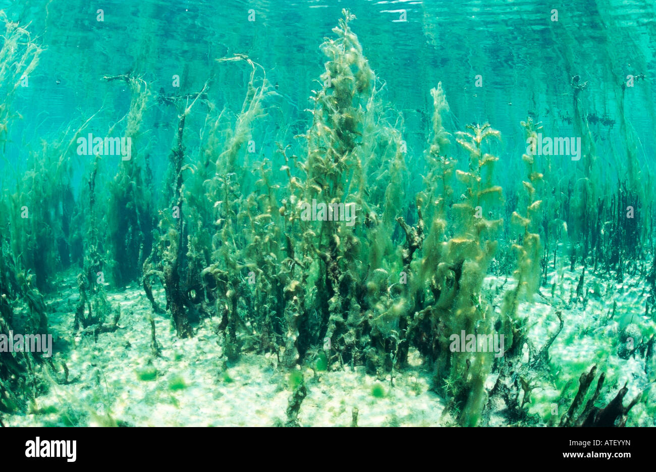 Aquatic geography hi-res stock photography and images - Alamy