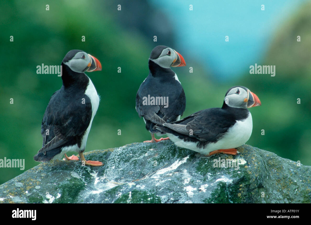 Group Of Three Puffins Hi res Stock Photography And Images Alamy