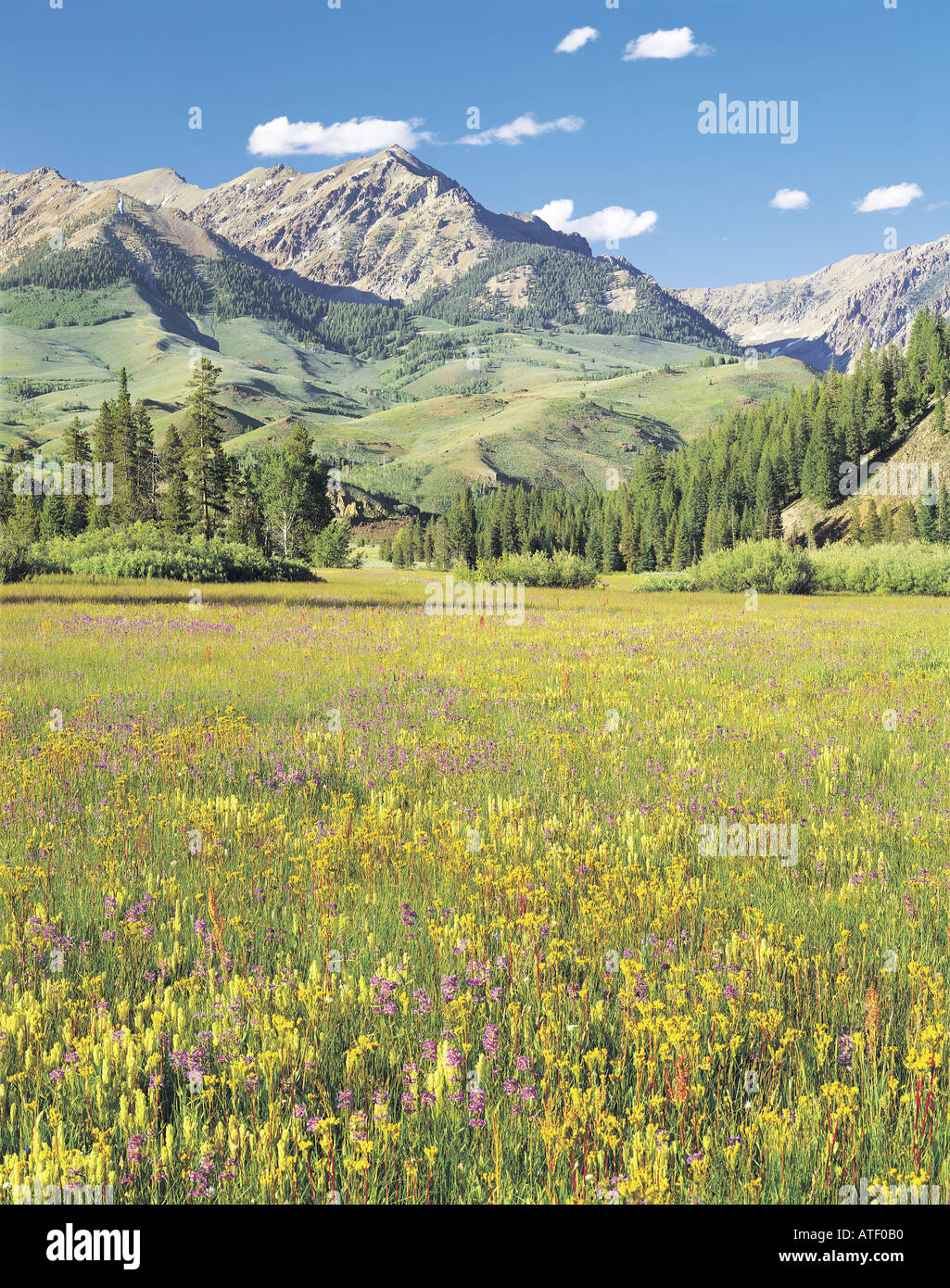 Field of yellow and purple wildflowers with Boulder Mountains rising in