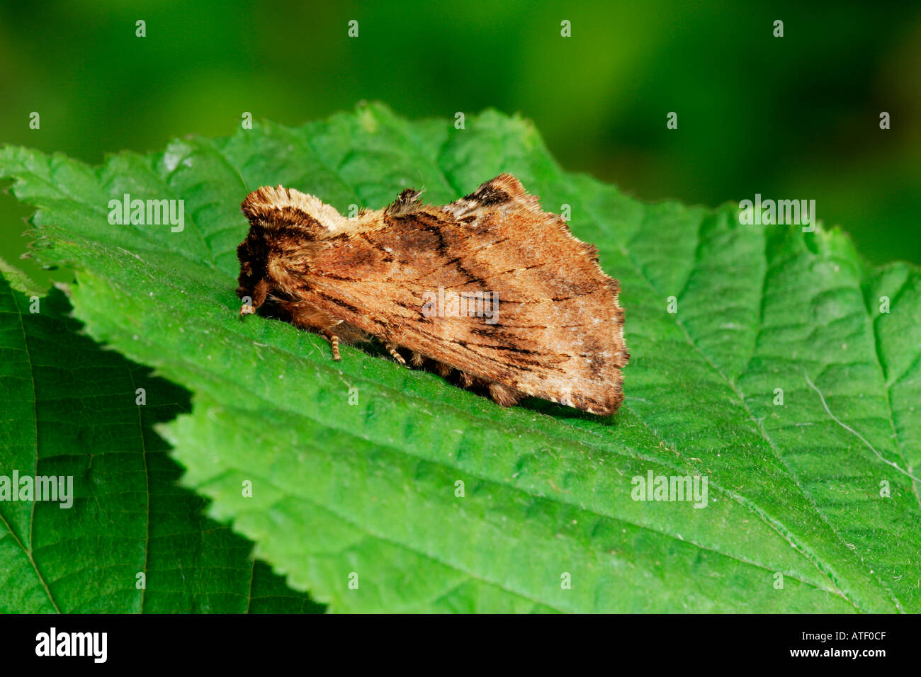 Coxcomb Prominent Ptilodon capucina at rest on bramble leaf potton bedfordshire Stock Photo