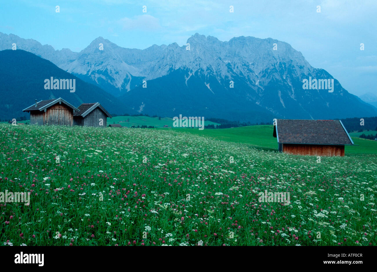 Alpine Pasture Stock Photo