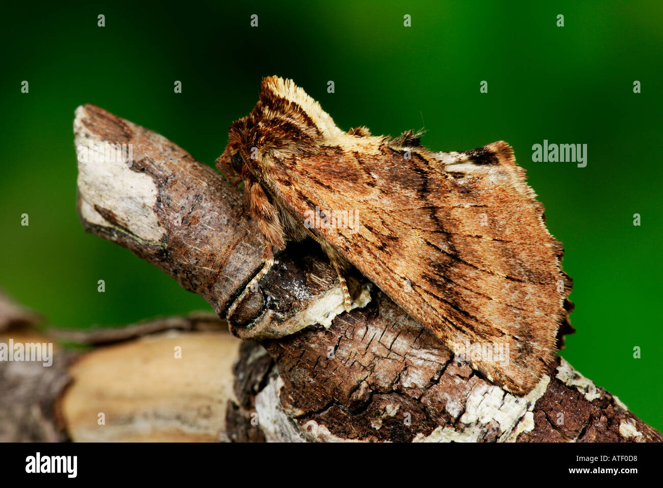 Coxcomb Prominent Ptilodon capucina at rest on twig potton bedfordshire Stock Photo