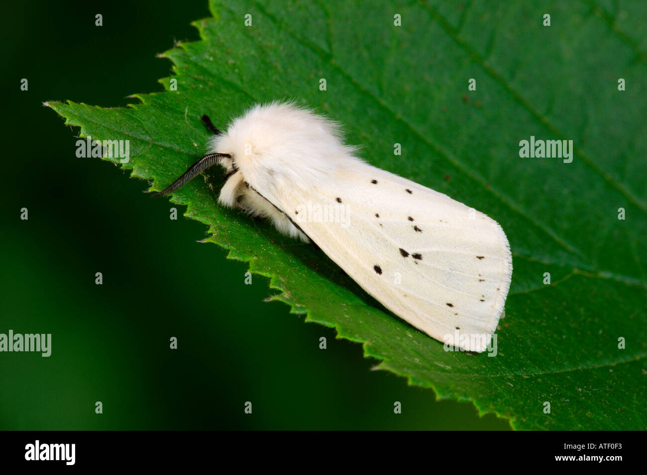 White Ermine Spilosoma lubricipeda at rest on leaf potton bedfordshire Stock Photo