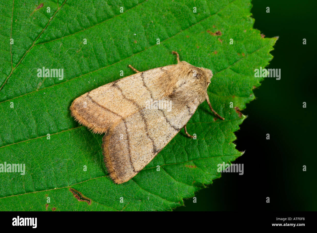 Treble Lines Charanyca trigrammica at rest on leaf potton bedfordshire Stock Photo
