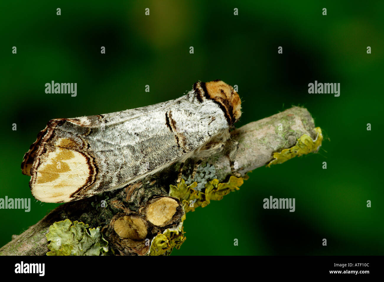 Buff Tip Phalera bucephala at rest on twig potton bedfordshire Stock Photo