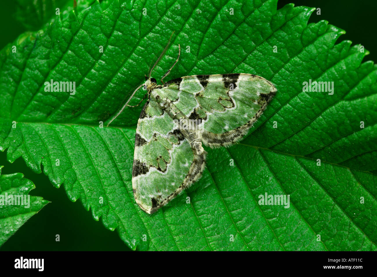 Green Carpet Colostygia pectinataria at rest on hazel leaf potton bedfordshire Stock Photo