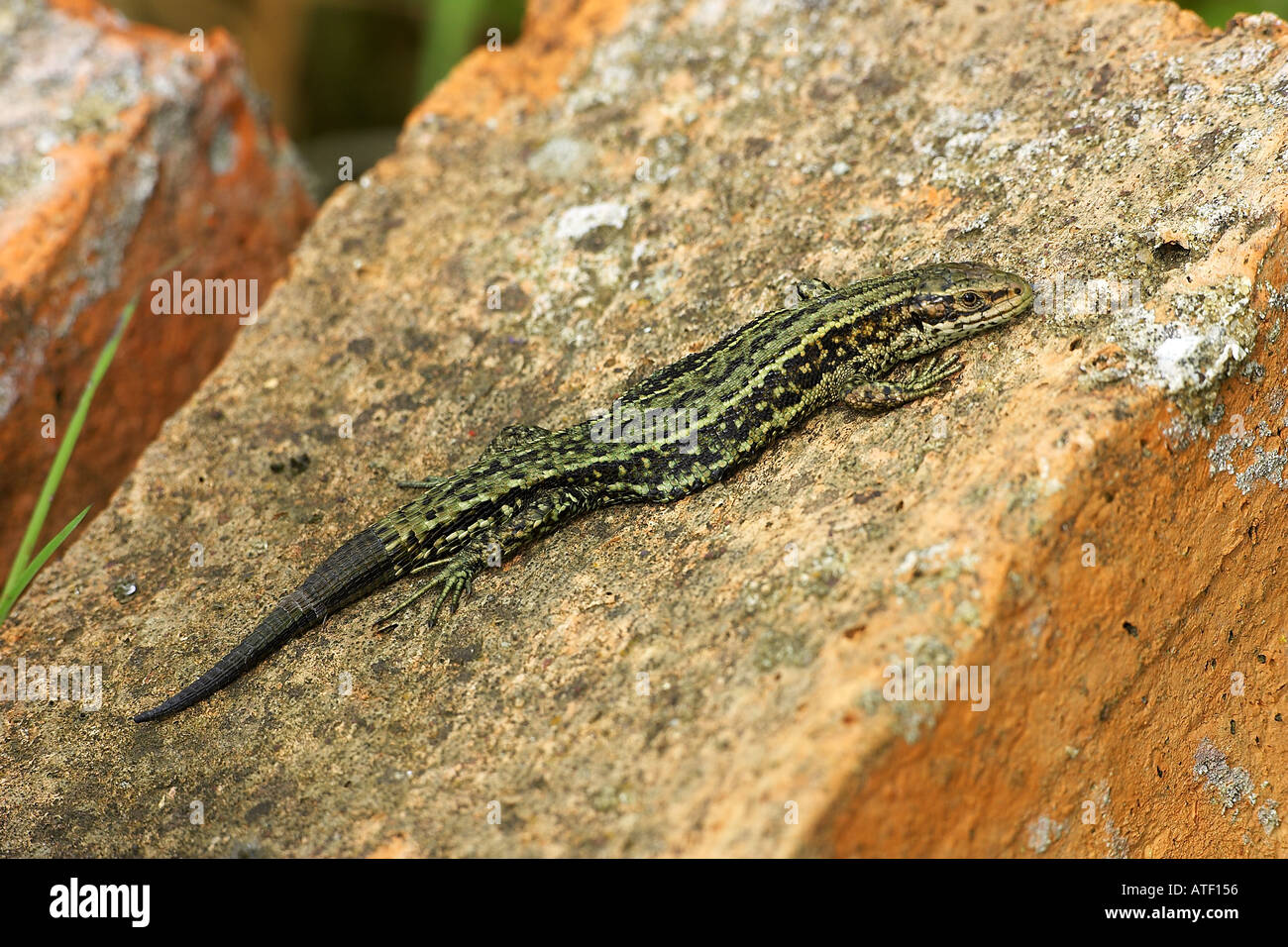 Lizard pic hi-res stock photography and images - Alamy Lizard pic hi-res stock photography and images - Alamy