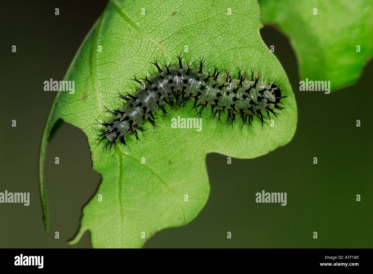 Caterpillar on Oak leaf potton bedfordshire Stock Photo