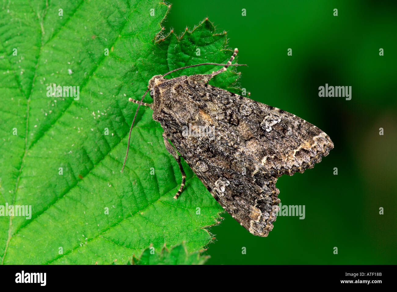 Dusky Brocade Apamea remissa at rest on leaf potton bedfordshire Stock Photo