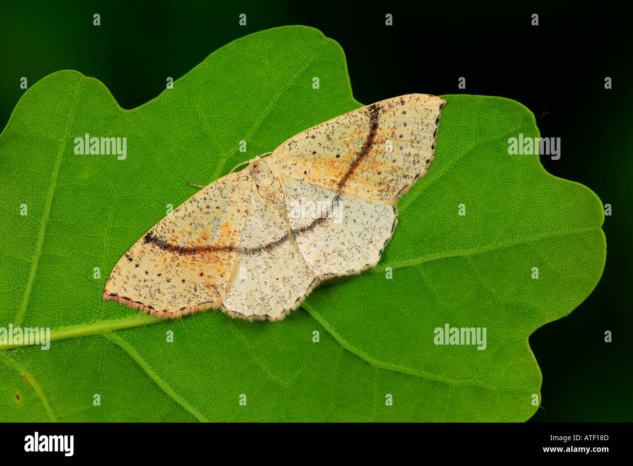 Maiden's Blush (Cyclophora punctaria)  at rest on leaf potton bedfordshire Stock Photo