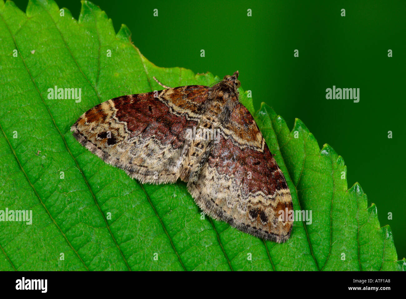 Red Twin Spot Carpet Xanthorhoe spadicearia at rest on leaf potton bedfordshire Stock Photo