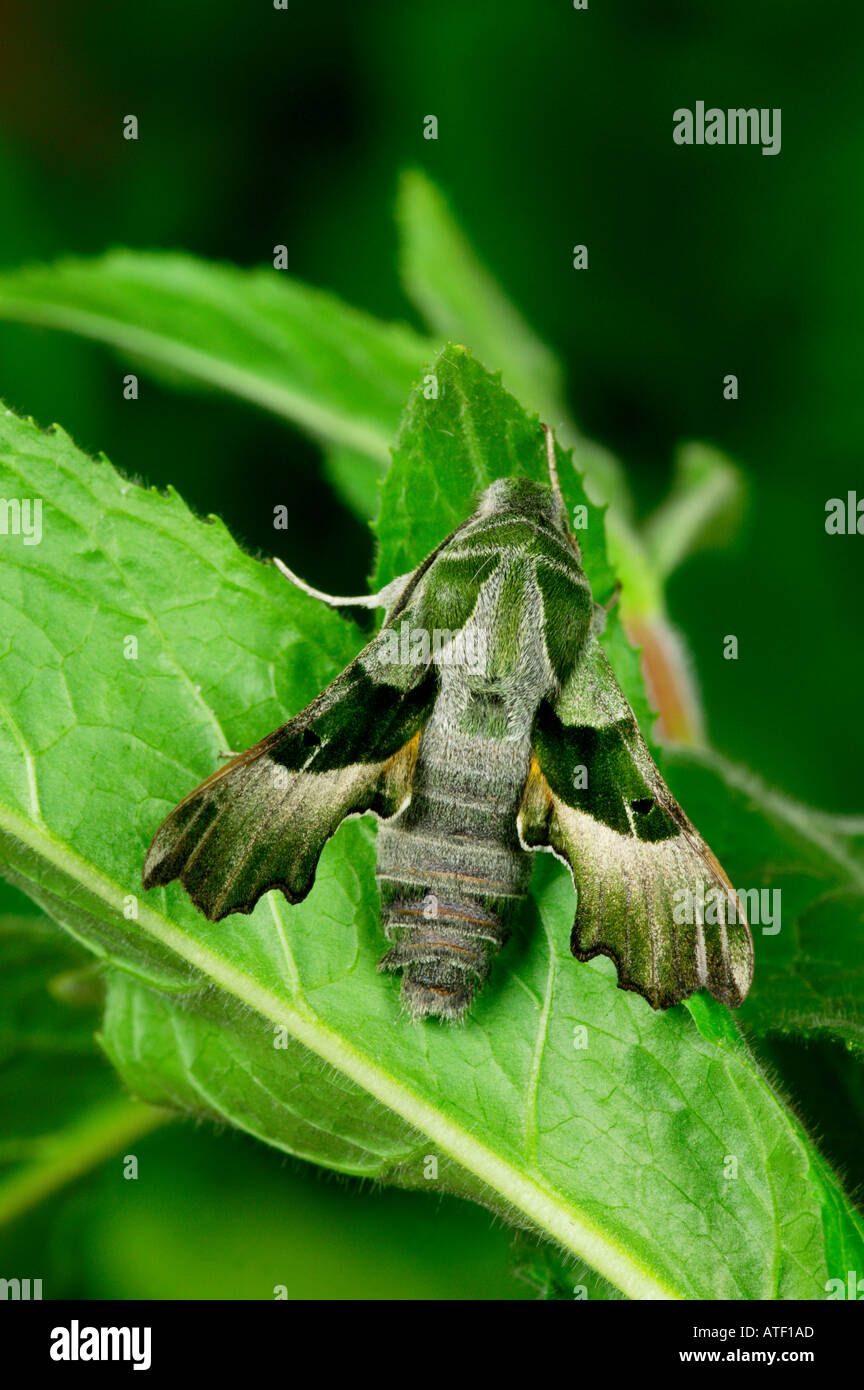 Willowherb Hawk moth Proserpinus proserpina at rest on leaf potton bedfordshire Stock Photo