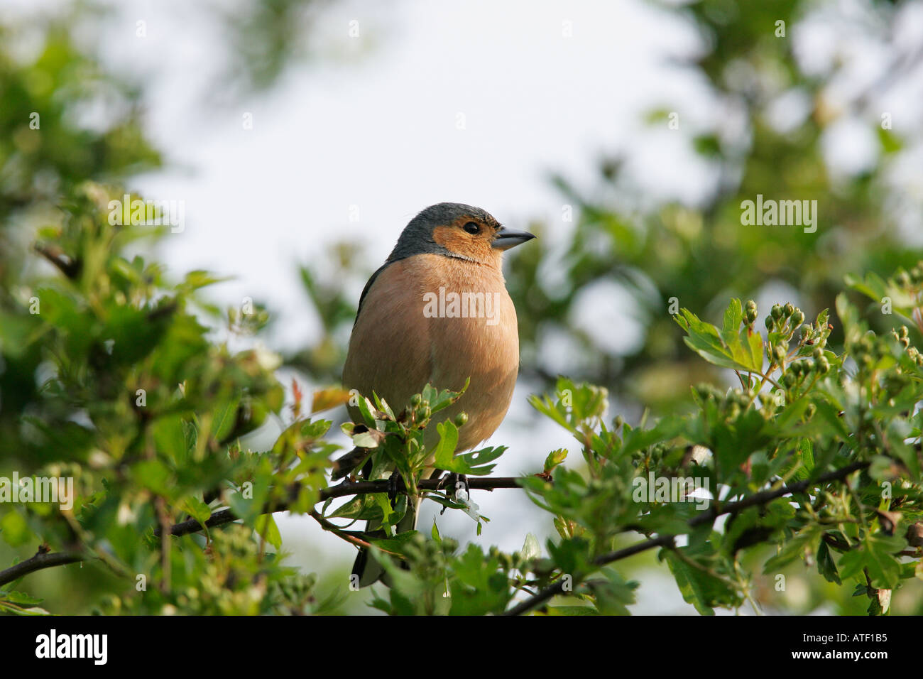 Chaffinch Fringilla coelebs perching in hawthorn paxton pitts cambridgeshire Stock Photo