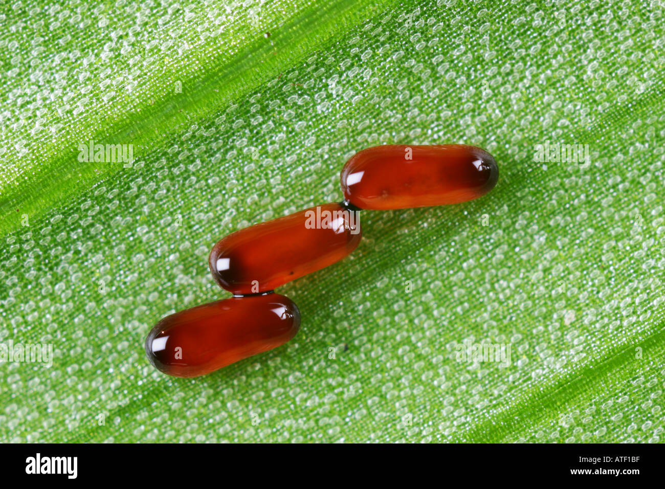 Lili hi-res stock photography and images - Alamy