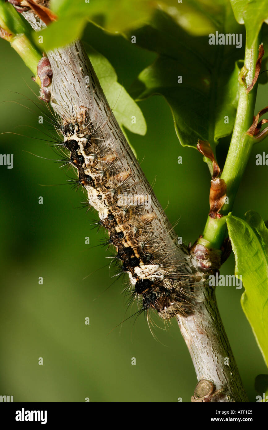 Black Arches Lymantria monacha larvae on oak twig potton bedfordshire Stock Photo