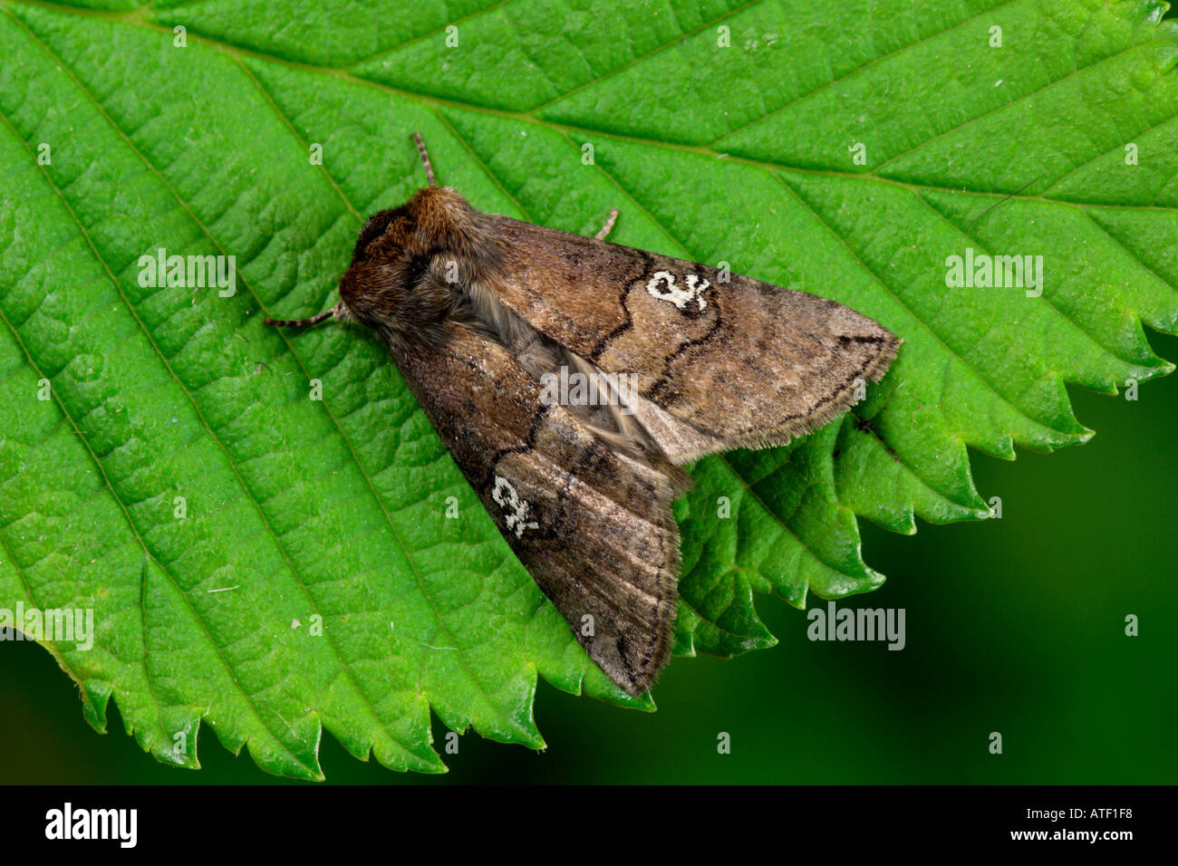 Figure of Eighty Tethea ocularis Stock Photo - Alamy