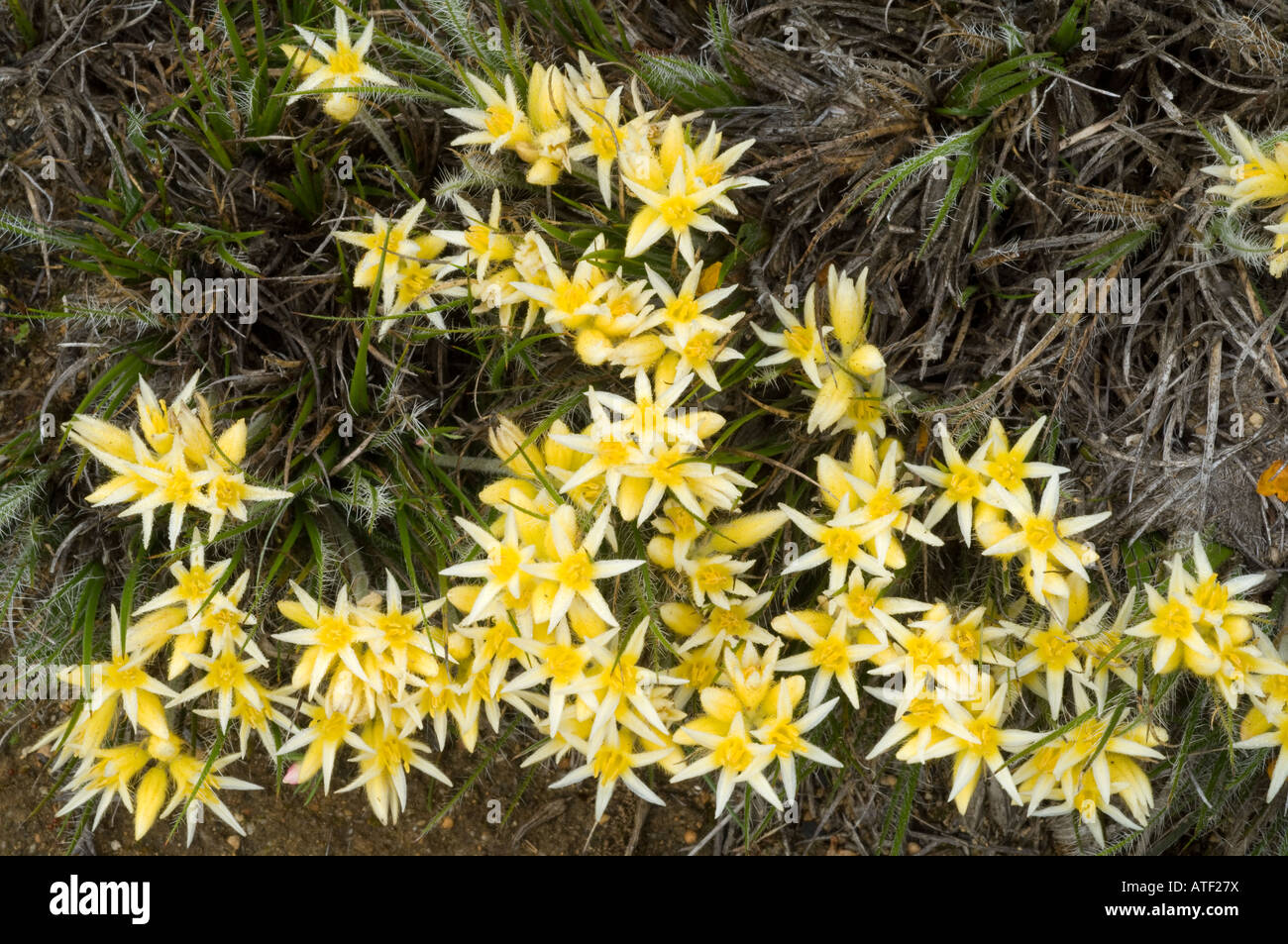 Bristly cottonhead conostylis setigera flowering hires stock