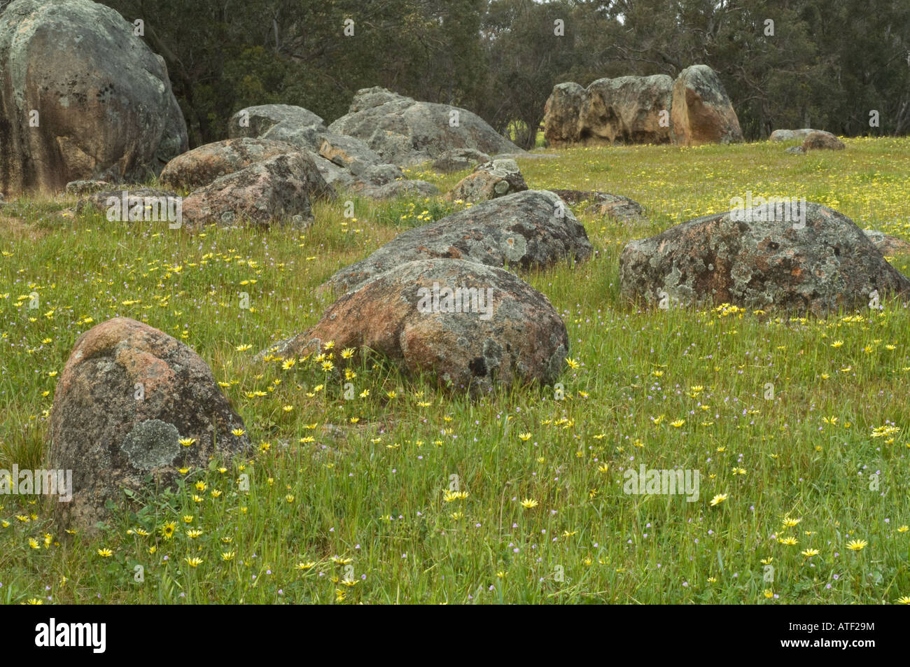 Australian flowering weed hi-res stock photography and images - Alamy