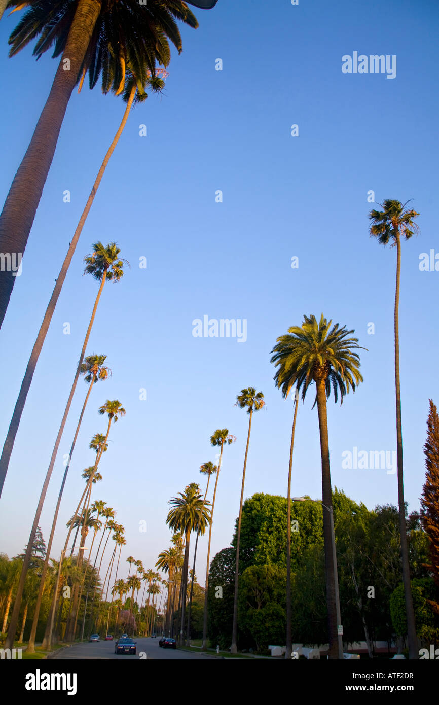 Palm Trees, Beverly Hills, Los Angeles, USA Stock Photo Alamy