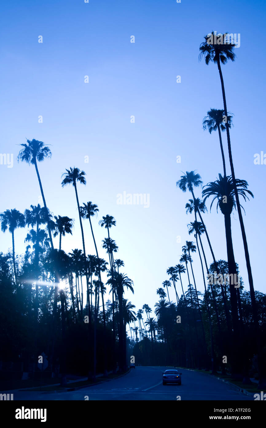Palm Trees, Beverly Hills, Los Angeles, USA Stock Photo Alamy