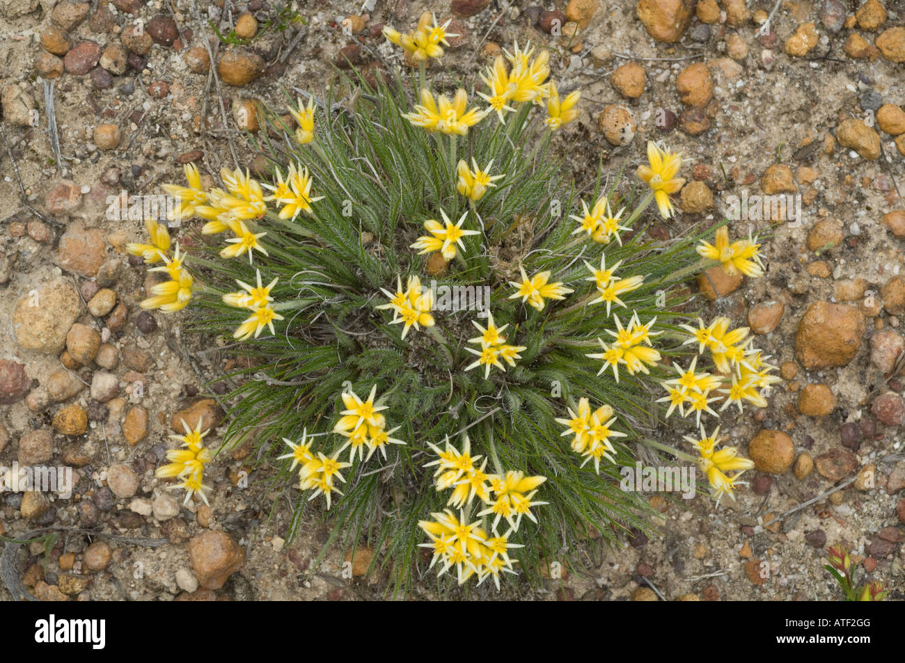 Bristly Cottonhead (Conostylis setigera) flowers Wandering Woodland Western Australia September Stock Photo