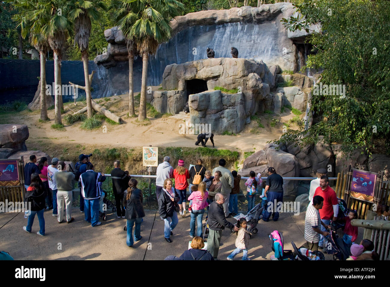 Chimpanzees, Los Angeles Zoo, Griffith Park, Los Angeles, USA Stock Photo