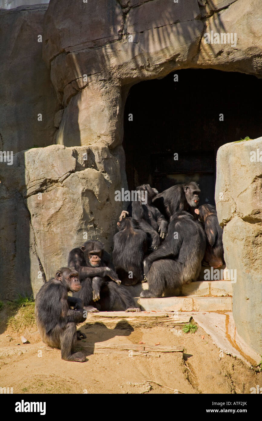 Chimpanzees, Los Angeles Zoo, Griffith Park, Los Angeles, USA Stock Photo