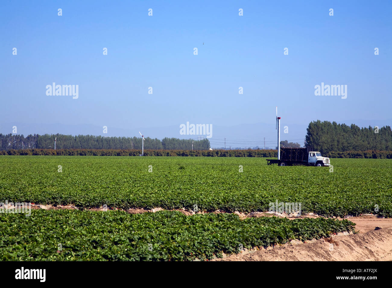 Strawberry Crops, Oxnard, Ventura County, USA Stock Photo Alamy