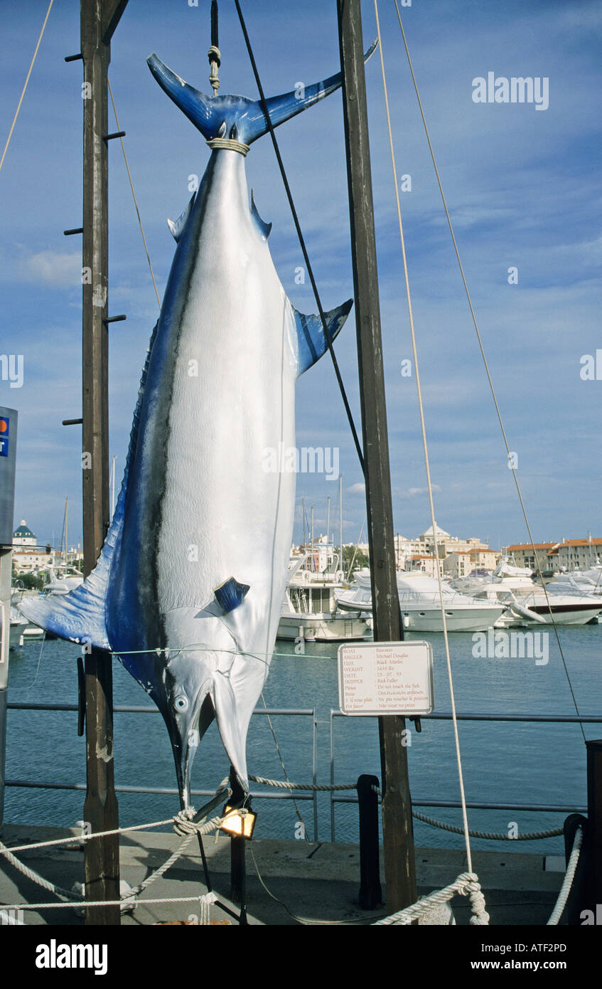 Black Marlin hanging up stuffed record breaking Marlin caught in the Marina  Valamoura Stock Photo - Alamy