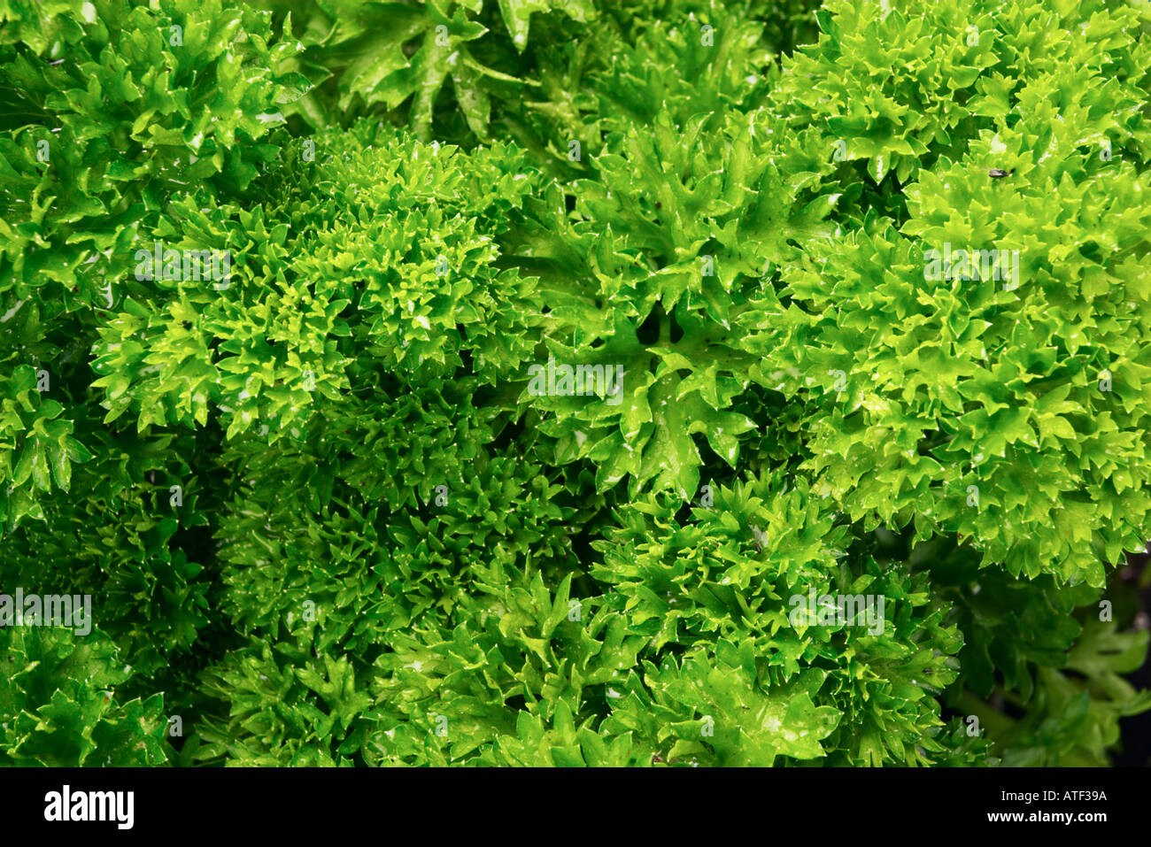 Curley Parsley closeup background Stock Photo