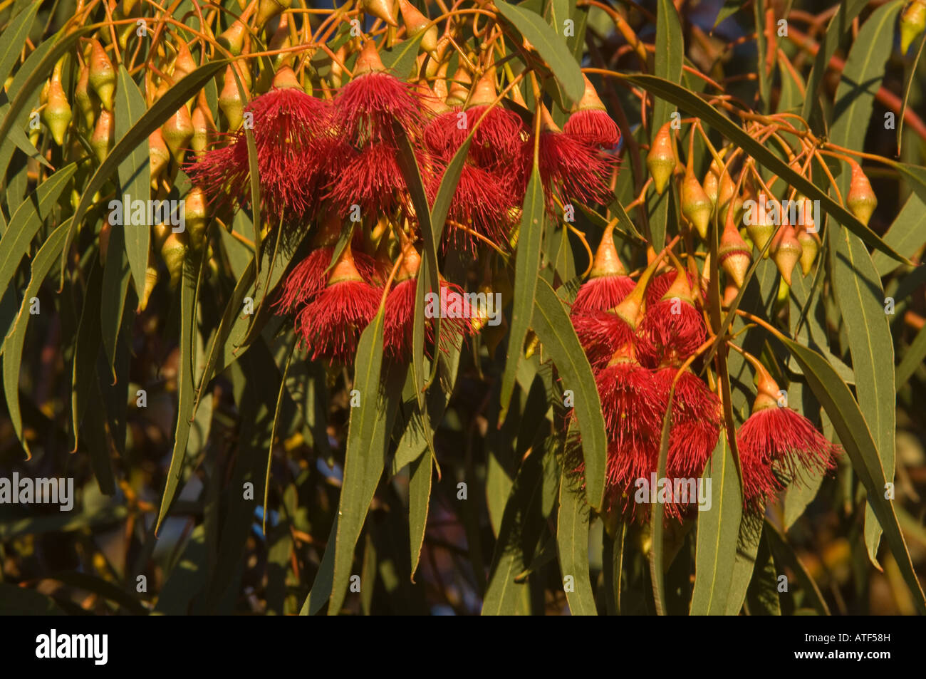 Yellow Gum or South Australian Blue Gum (Eucalyptus leucoxylon 'Rosea') flowers Eden Valley Farm Narrogin Australia September Stock Photo