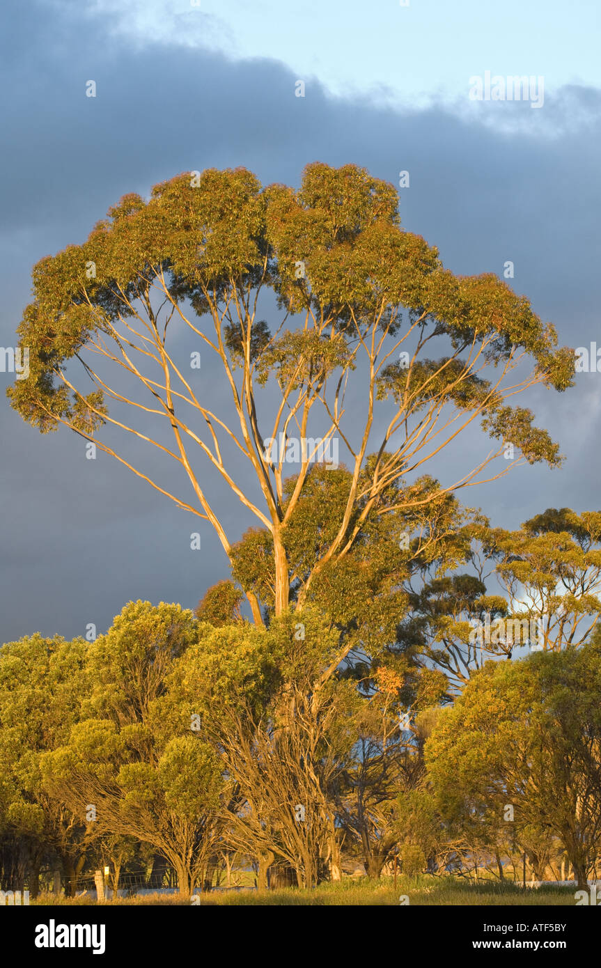 Sugar Gum (Eucalyptus cadocolyx) with Raspberry Jam Wattle (Acacia acuminata) Narrogin Farmland Western Australia September Stock Photo