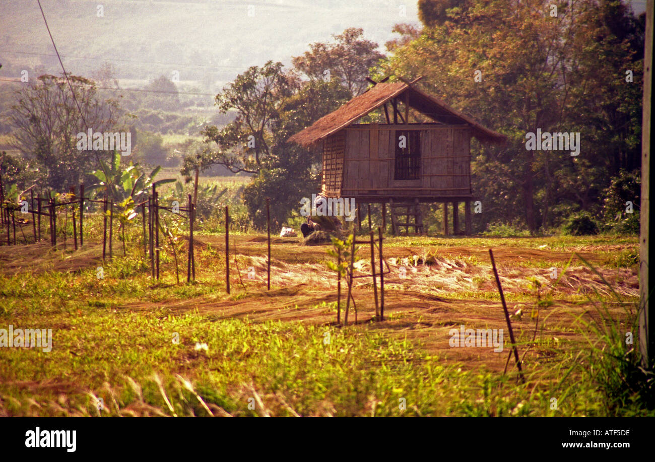 Magnificent stunning beauty flora tree colourful vegetation plant green man hat pile hut Muang Xai Laos Southeast Asia Stock Photo