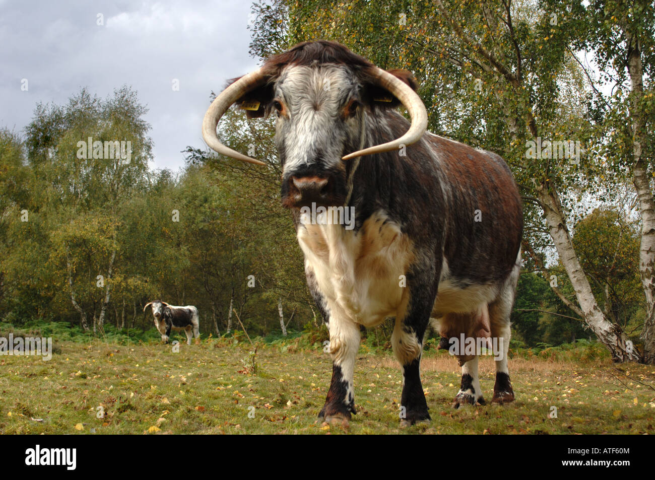 Horned cattle hires stock photography and images Alamy