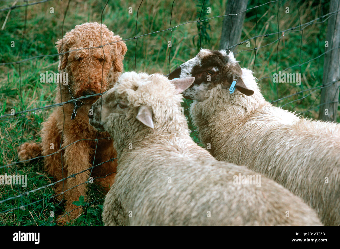 Dog and Sheep Stock Photo