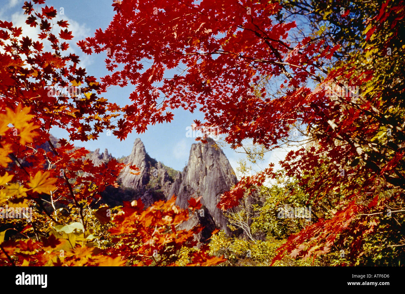 Korea Mt Soraksan In Autumn Trees Autum Colours Stock Photo