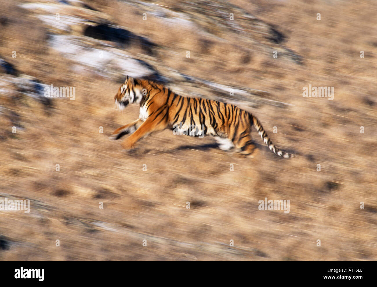 Tigre corriendo  Tiger, Animals amazing, Animals wild