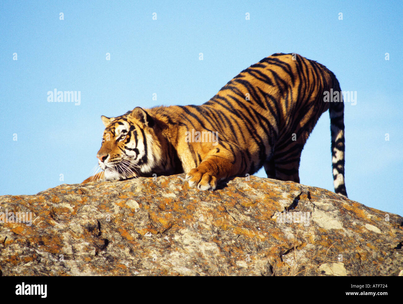 Bengal tiger ready to pounce Wildlife model Stock Photo 1701667 Alamy
