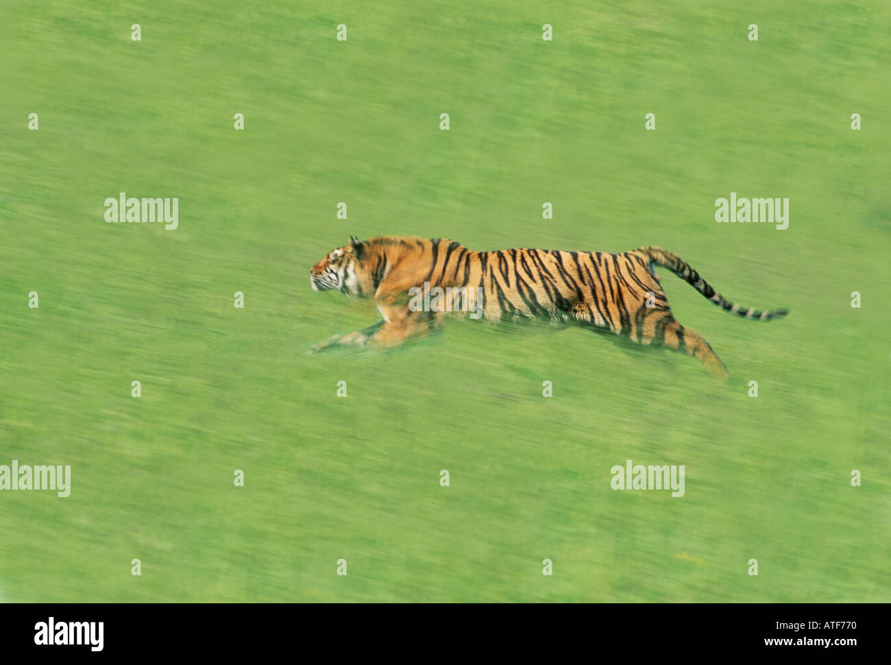 Tiger sprinting hires stock photography and images Alamy
