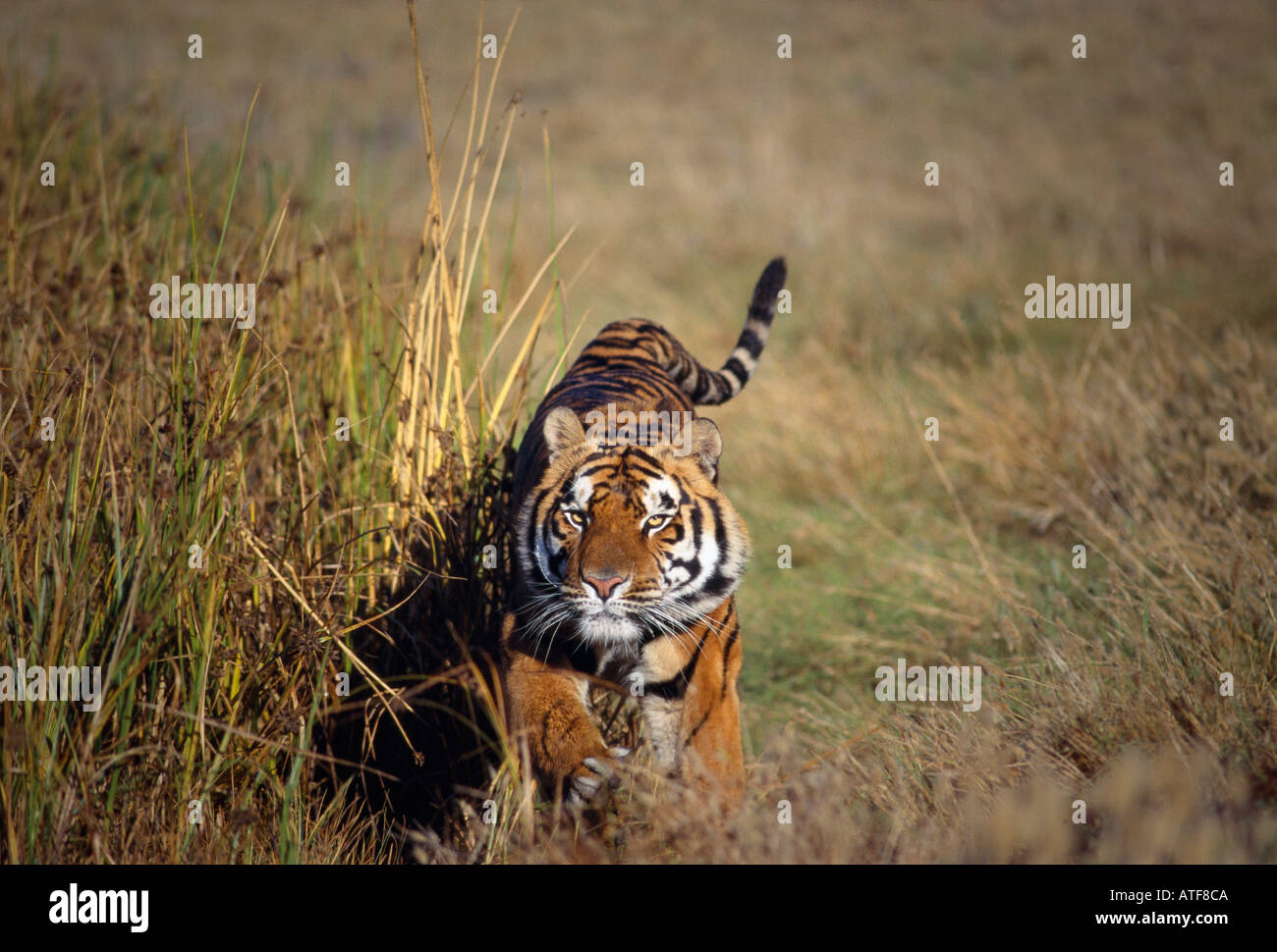 Bengal tiger running through grass hi-res stock photography and images ...