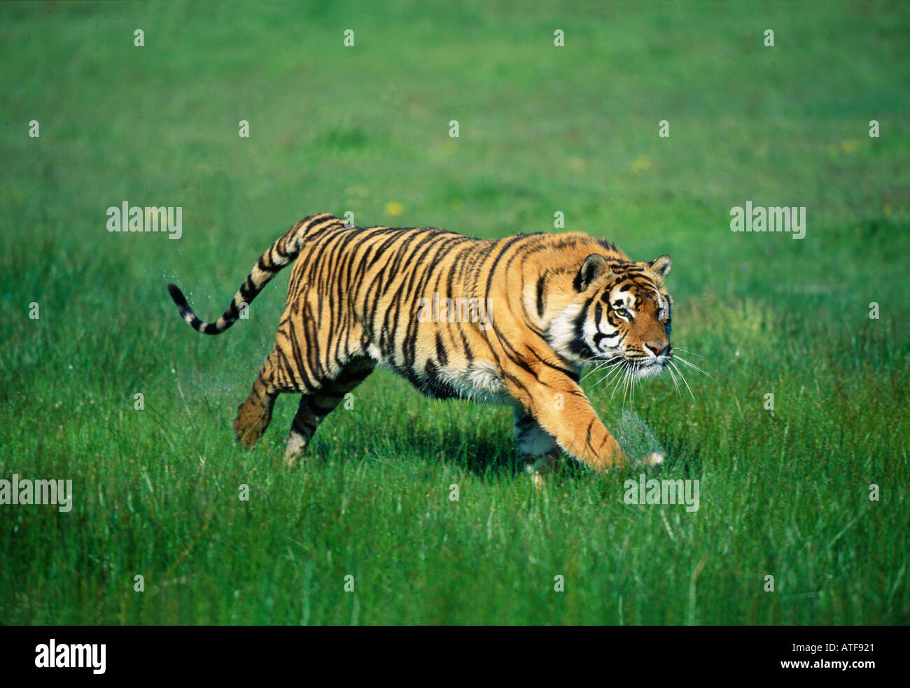 Tiger sprinting hi-res stock photography and images - Alamy