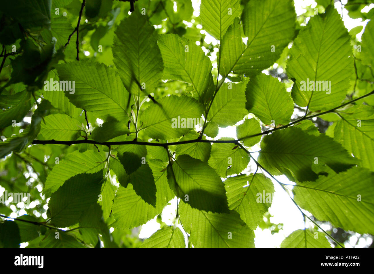 green leaves in spring time Stock Photo