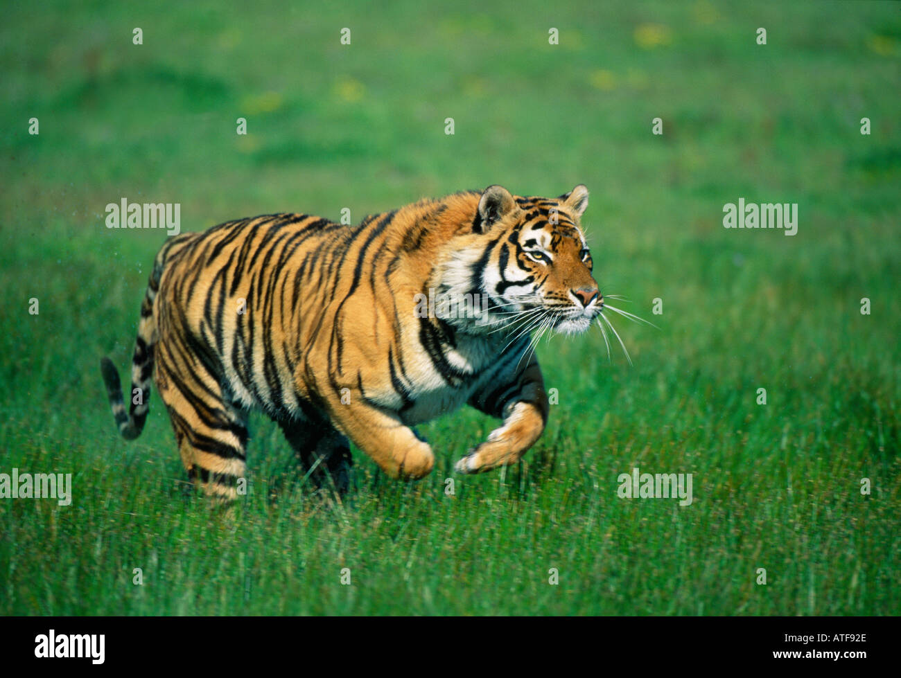Bengal Tiger running through the grass Wildlife model Stock Photo - Alamy