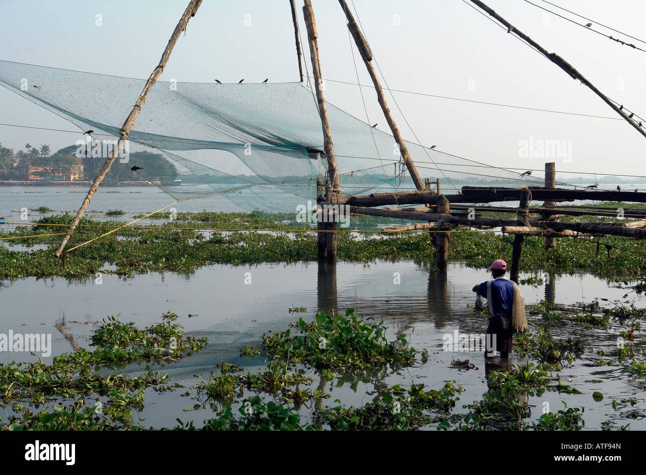 indian fisherman with throw net at the chinese fishing nets at kochi india  Stock Photo - Alamy