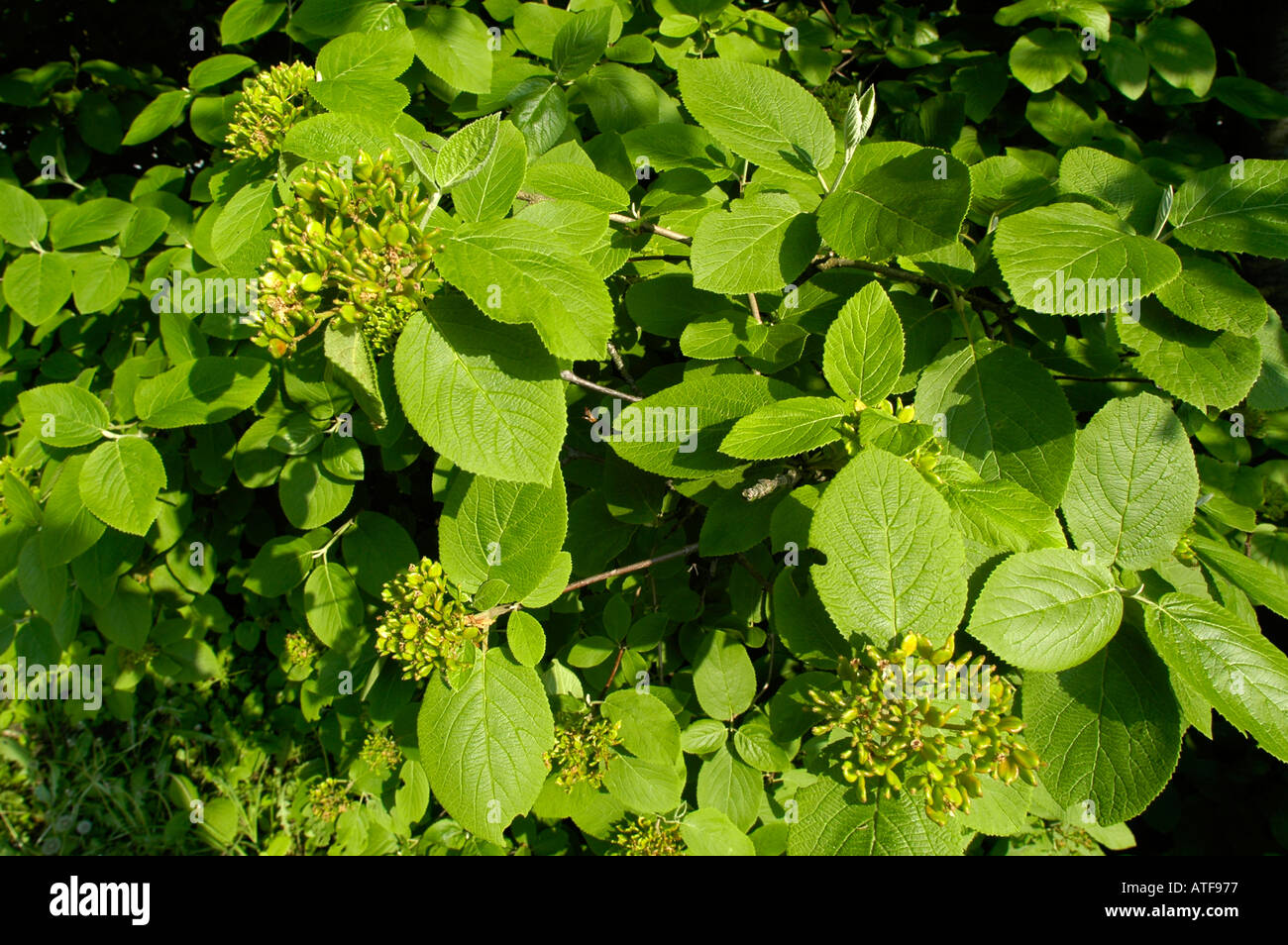 Green leaf shrub hi-res stock photography and images - Alamy