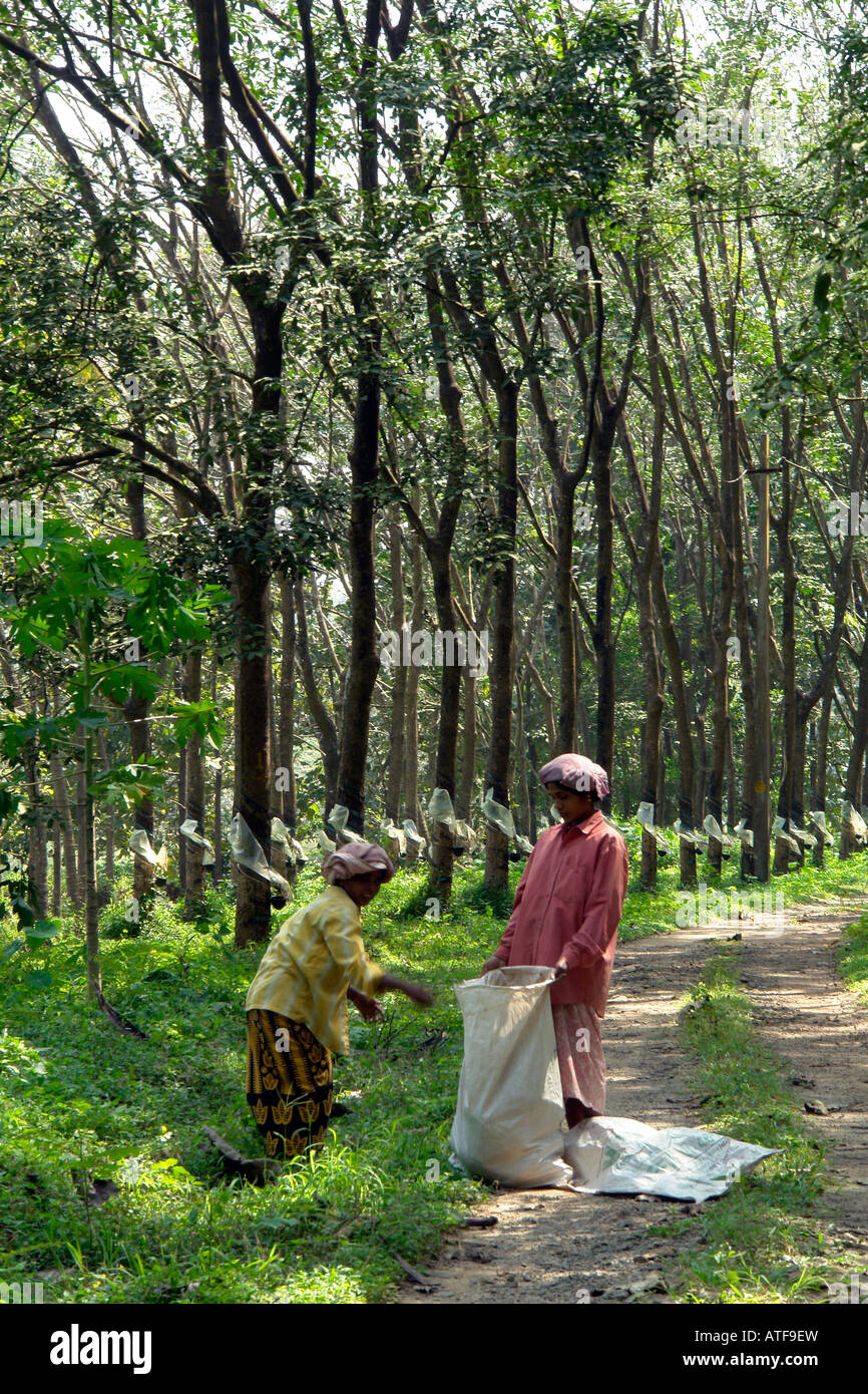 Rubber cultivation in india hi res stock photography and images