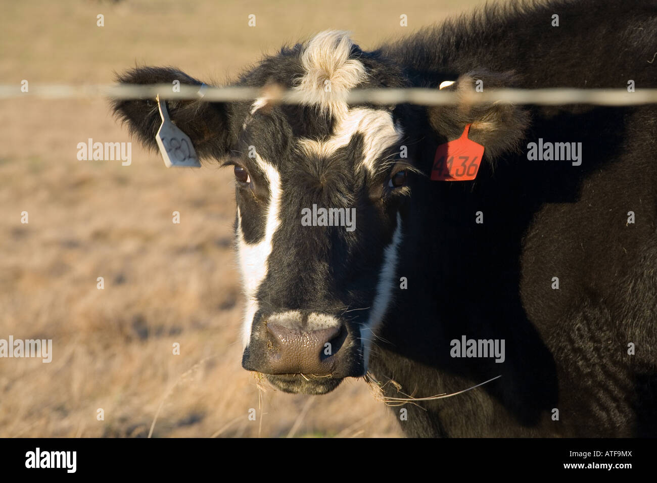 cattle in california Stock Photo
